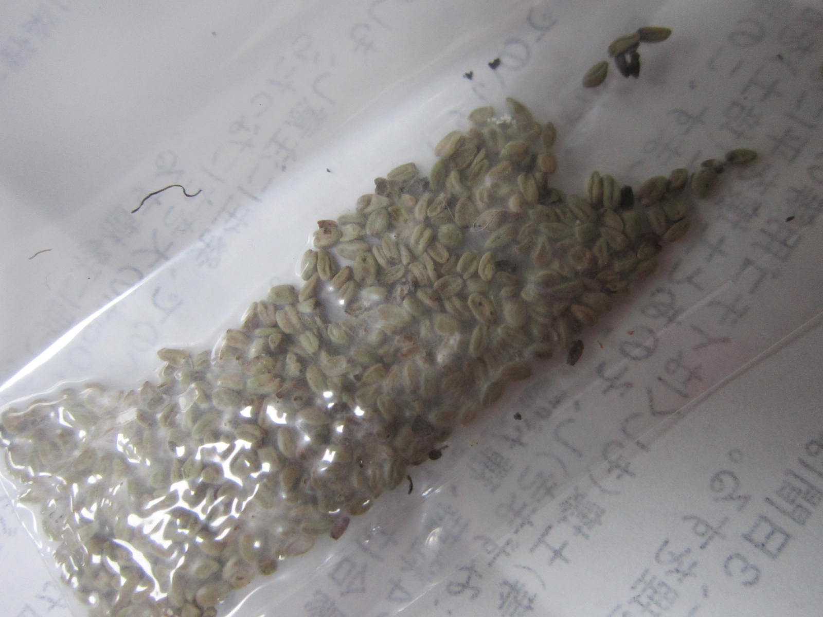 Wasabi at NamaYasai LLP Japanese Vegetable Growers in the UK